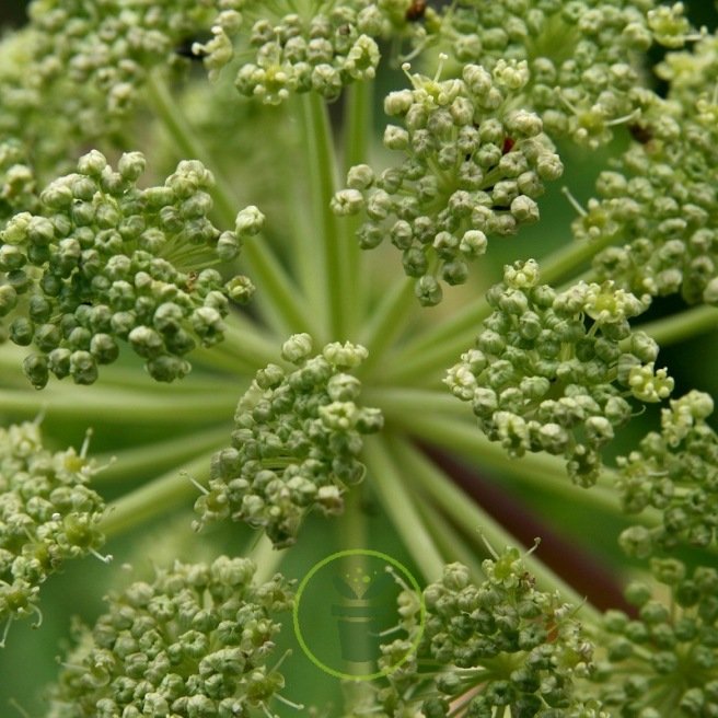 ANGELIQUE (Angelica arhangelica) 100 graines