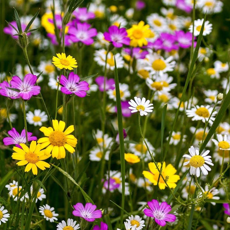 1000 Graines Mélange Fleurs Sauvages Annuelles - Attire Les Pollinisateurs - Pour Prairie Fleurie, Jardin Naturel
