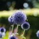 Echinops ritro Blue Globe - Chardon bleu 30 graines