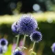 Echinops ritro Blue Globe - Chardon bleu 30 graines