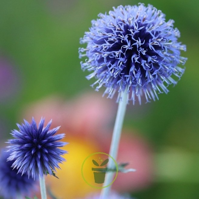 Echinops ritro Blue Globe - Chardon bleu 30 graines