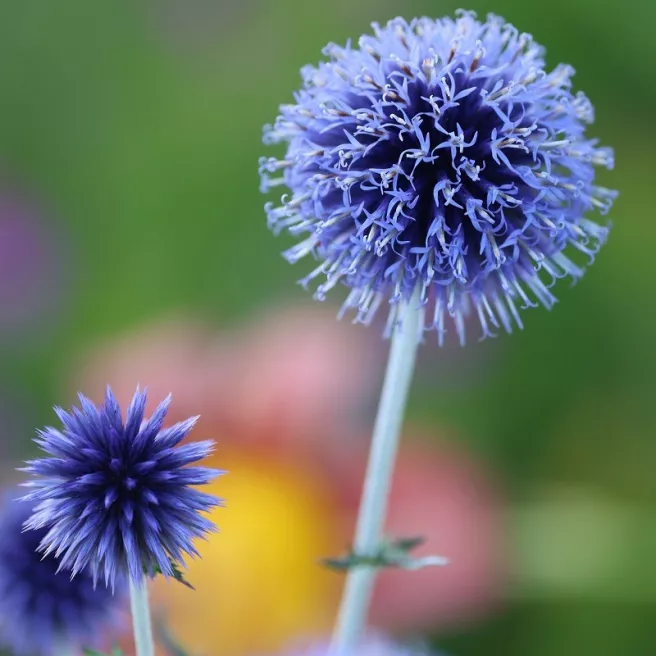 Echinops ritro Blue Globe - Chardon bleu 30 graines