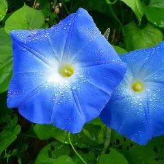 Ipomée grimpante bleue 100 graines