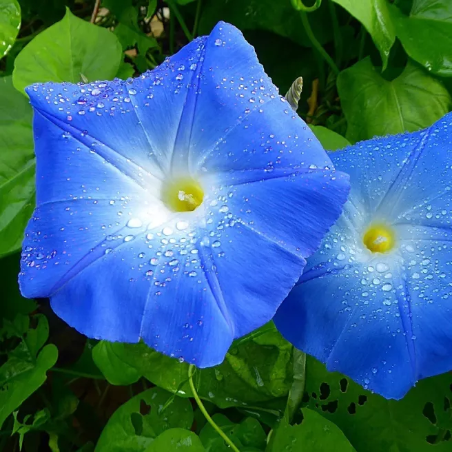 Ipomée grimpante bleue 100 graines