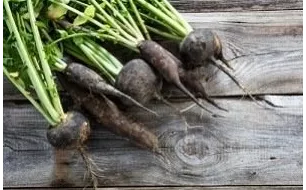 Le radis noir ou d’hiver : le légume-racine détox!