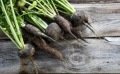 Le radis noir ou d’hiver : le légume-racine détox!