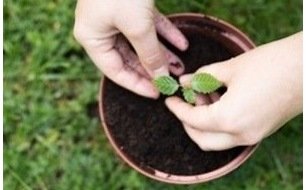 Les travaux et semis à réaliser au jardin en février