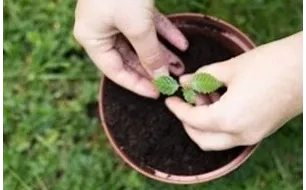 Les travaux et semis à réaliser au jardin en février