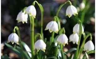 Les travaux et semis à réaliser au jardin en mars