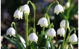 Les travaux et semis à réaliser au jardin en mars