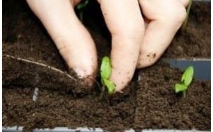 Le repiquage, essentiel pour le développement de vos plantules Le repiquage, essentiel pour le développement de vos plantules