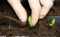 Le repiquage, essentiel pour le développement de vos plantules