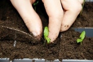 Réaliser des semis de fleurs et de légumes : conseils