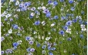 Les prairies fleuries : favoriser la biodiversité et le plaisir visuel 