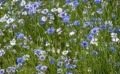 Les prairies fleuries : favoriser la biodiversité et le plaisir visuel 
