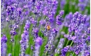 Semis et culture de la lavande : la Provence dans votre jardin