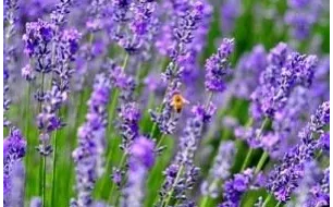 Semis et culture de la lavande : la Provence dans votre jardin