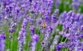Semis et culture de la lavande : la Provence dans votre jardin