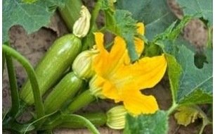 Travaux et semis à réaliser au jardin en juin