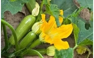 Travaux et semis à réaliser au jardin en juin