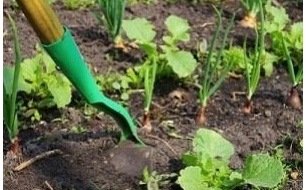 Travaux et semis à réaliser au jardin en juillet