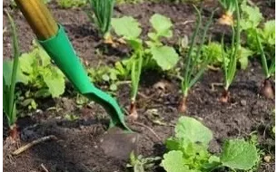 Travaux et semis à réaliser au jardin en juillet