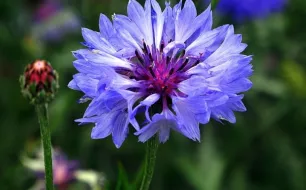 Le bleuet des champs : une fleur mellifère à semer en prairie