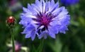 Le bleuet des champs : une fleur mellifère à semer en prairie
