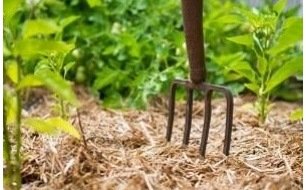 Travaux et semis à réaliser au jardin en août