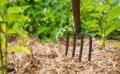 Travaux et semis à réaliser au jardin en août