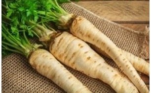 Le persil tubéreux : semis et culture de ce légume-racine