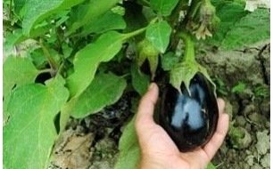 Travaux et semis à réaliser au jardin en septembre