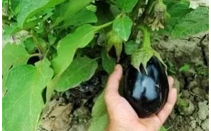 Travaux et semis à réaliser au jardin en septembre