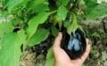 Travaux et semis à réaliser au jardin en septembre