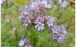 Les engrais verts : pourquoi les cultiver au potager ? Les engrais verts : pourquoi les cultiver au potager ?