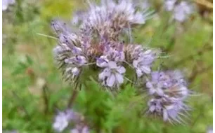 Les engrais verts : pourquoi les cultiver au potager ?