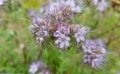 Les engrais verts : pourquoi les cultiver au potager ?