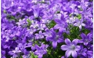 La campanule, une vivace qui se plaît bien dans votre jardin