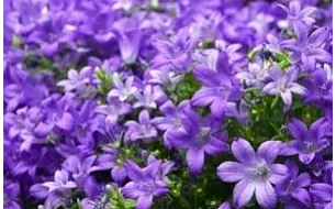 La campanule, une vivace qui se plaît bien dans votre jardin