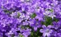 La campanule, une vivace qui se plaît bien dans votre jardin