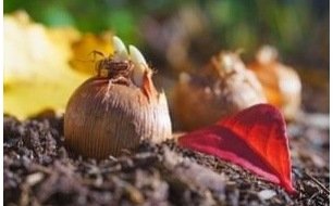 Travaux et semis au jardin en novembre