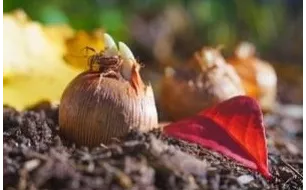 Travaux et semis au jardin en novembre