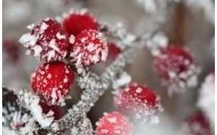 Les travaux de jardinage en décembre