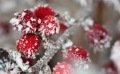 Les travaux de jardinage en décembre