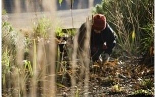 Que faire au jardin en janvier : semis, récoltes et préparatifs