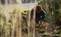Que faire au jardin en janvier : semis, récoltes et préparatifs