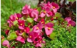 Le bégonia semperflorens : conseils pour un semis réussi