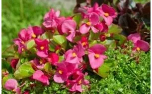 Le bégonia semperflorens : conseils pour un semis réussi