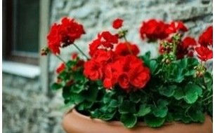 Le géranium zonale : débutez-en la culture dès janvier !