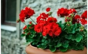 Le géranium zonale : débutez-en la culture dès janvier !